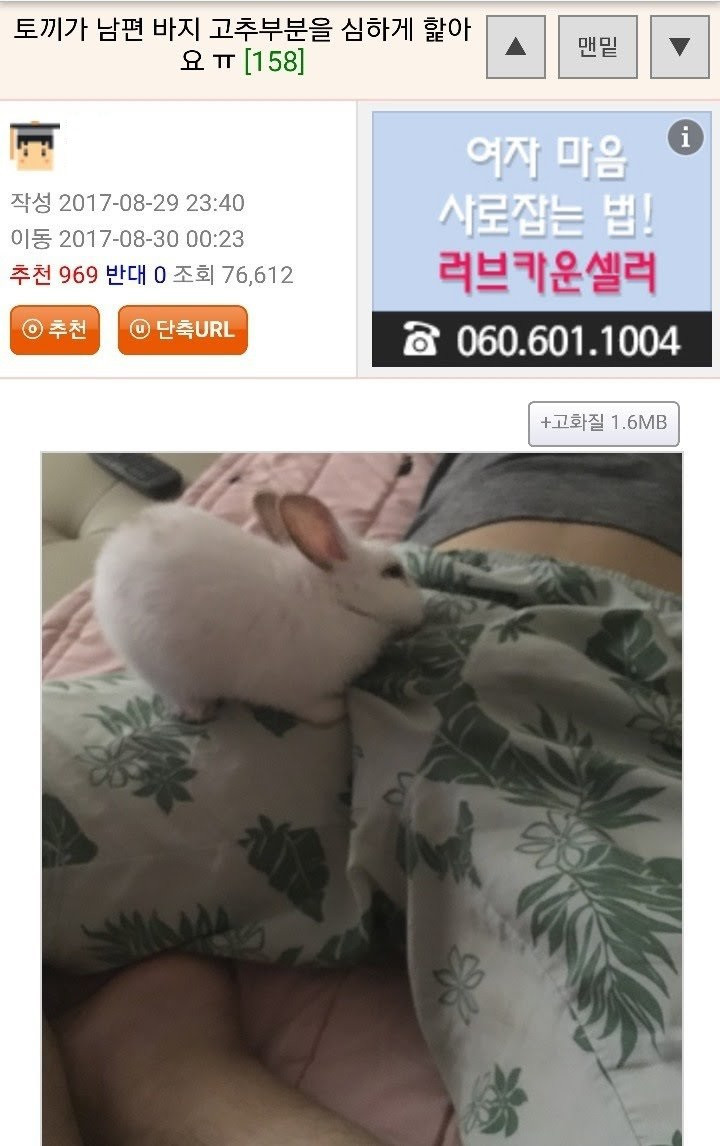 토끼가 자꾸 남편 꼬츄부분을 핥아서 고민입니다 . JPG