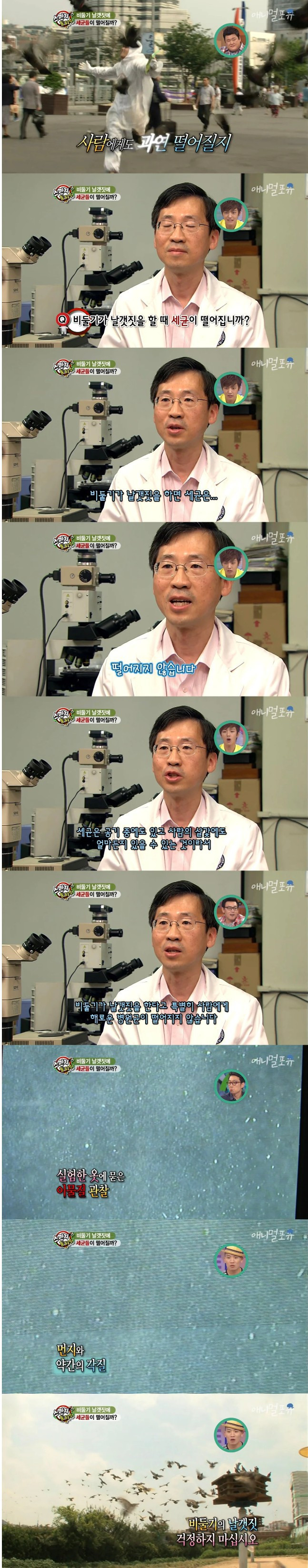 비둘기가 날개짓하면 사람에게 세균이 붙을까?