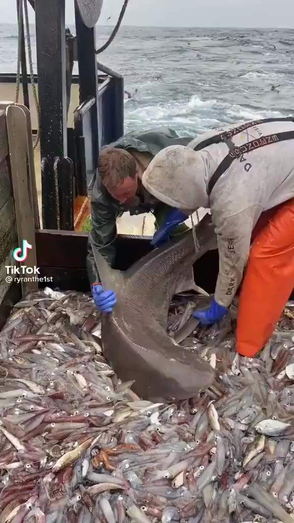 어선에 잡힌 상어가 바다로 돌아가려 하지 않는 이유.gif