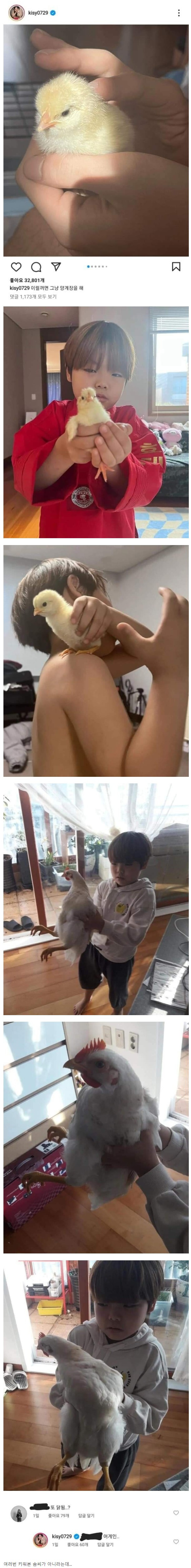 병아리 데리고 온 홍영기 아들