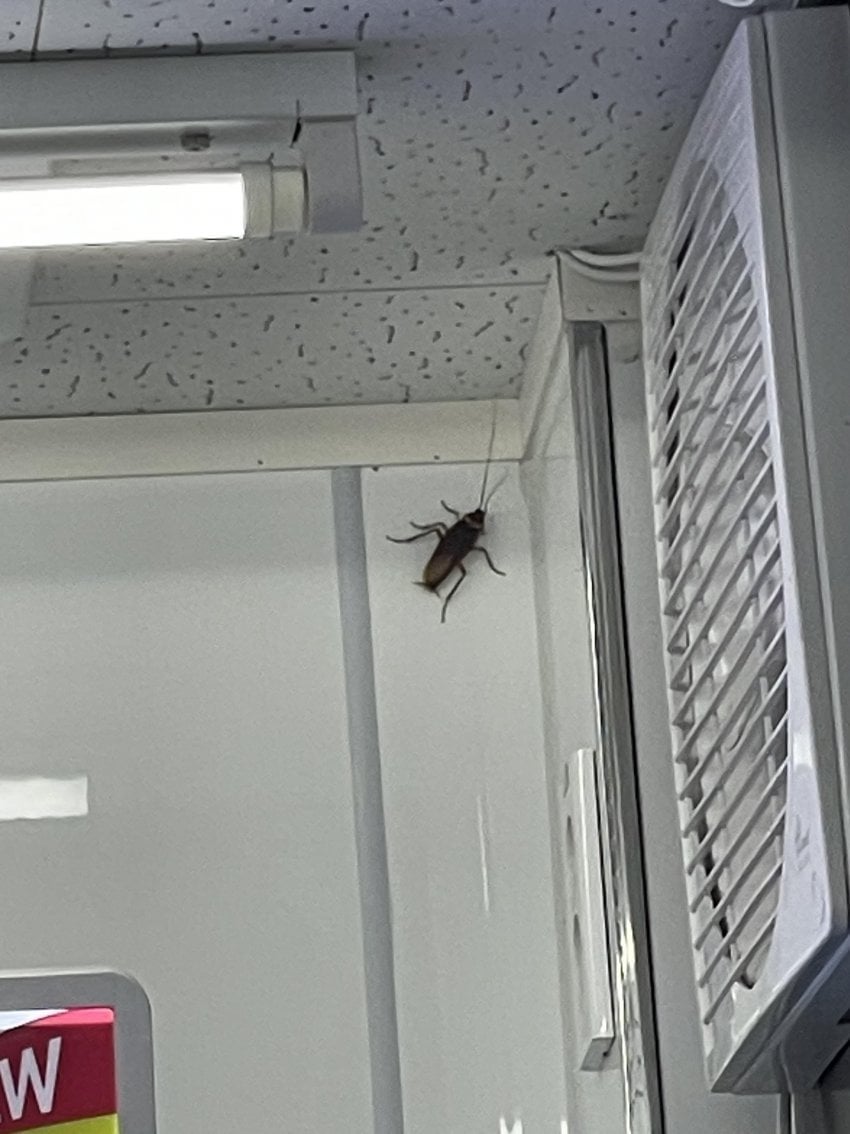 혐) 편의점에 나타난 미국바퀴벌레 ㄷㄷ..jpg