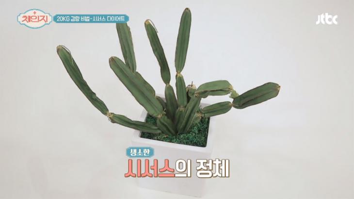 시서스, 가루로 섭취하면 오정연-이다희-이지혜처럼 다이어트 성공 가능…'효능 및 부작용은?'