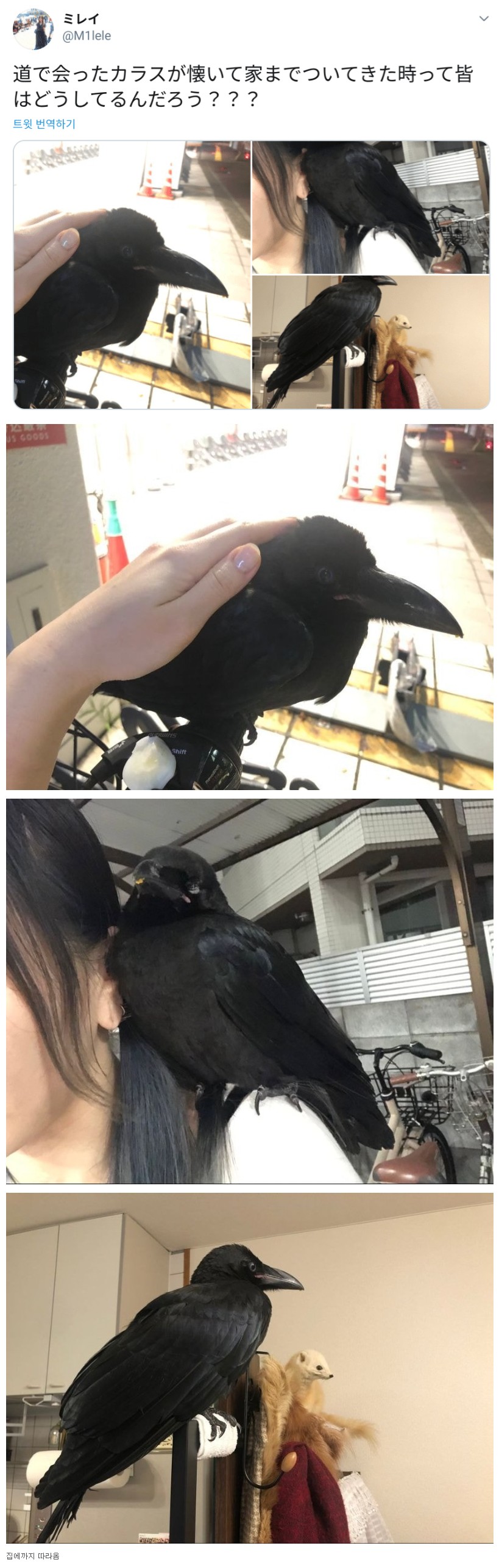 까마귀 한 번 쓰다듬었다가 생긴 일