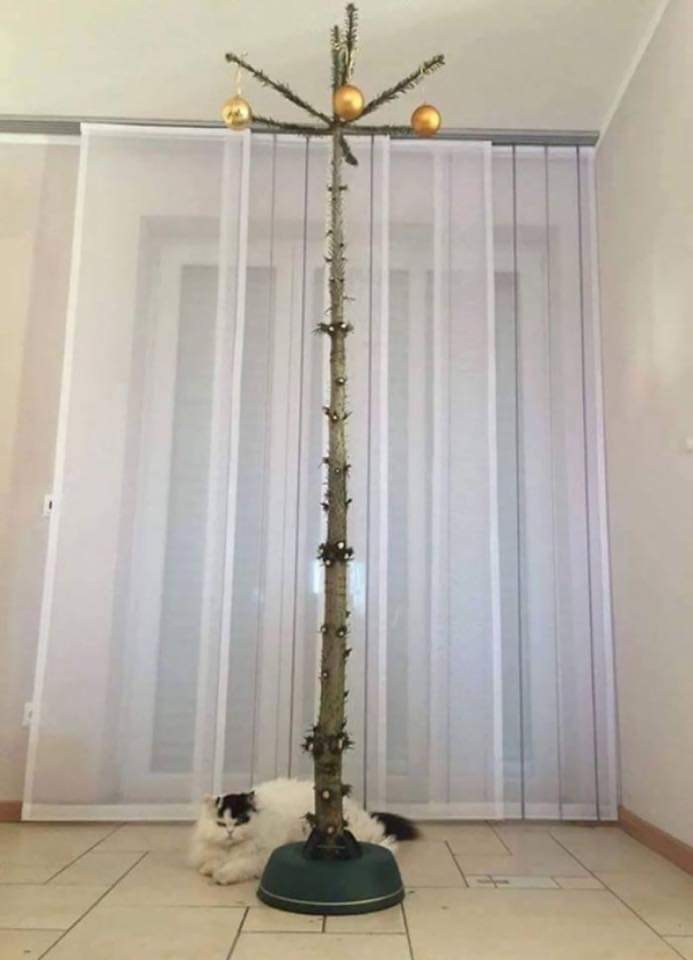 고양이를 키우는 집의 크리스마스 트리 설치방법ㅋㅋ