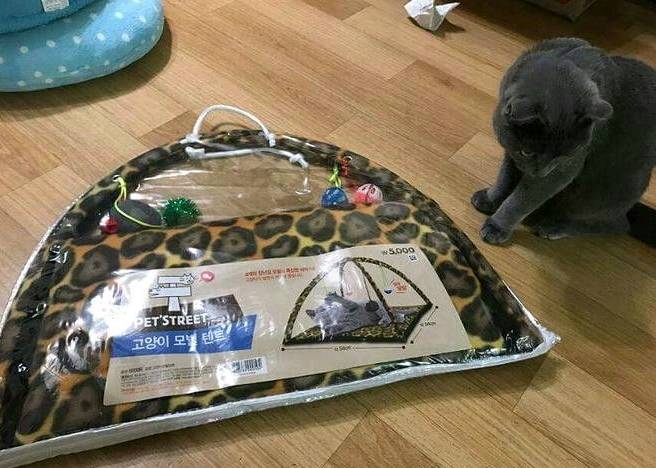 고양이 집 사준 후기