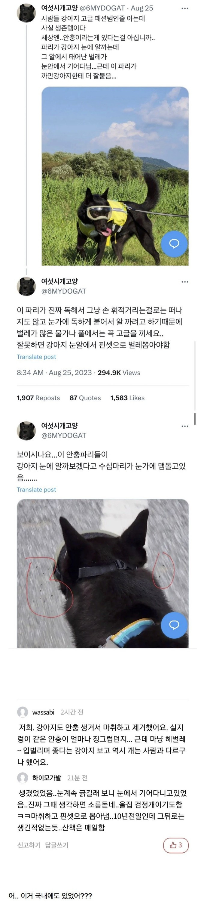 강아지가 고글을 착용하는 이유