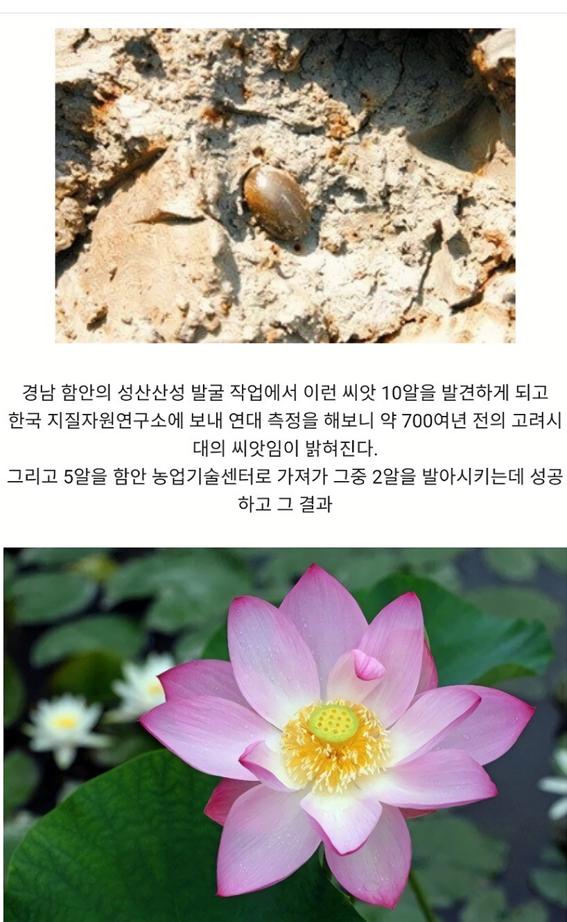 700년만에 피어난 꽃