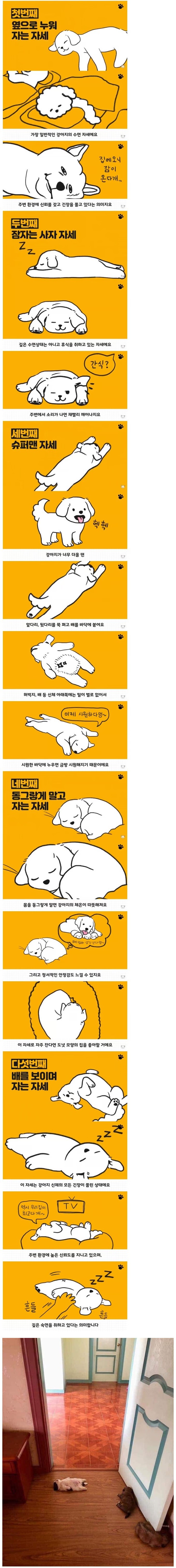 댕댕이의 수면 자세 별 심리 상태