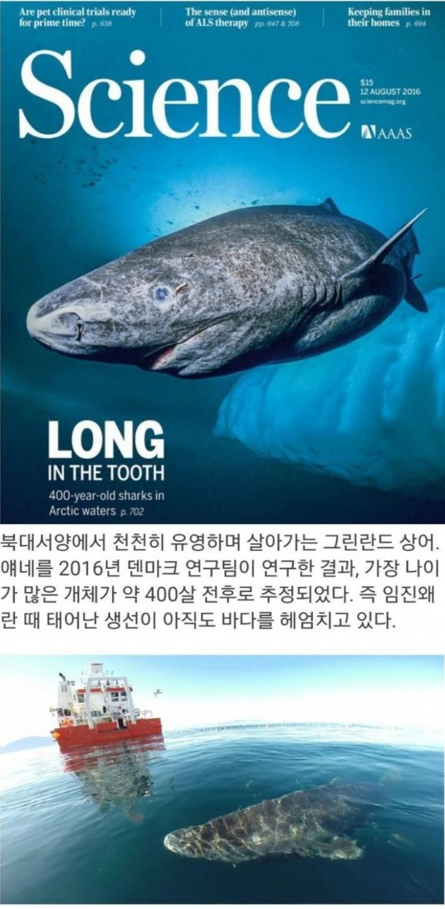 무려 임진왜란 때 태어난 물고기