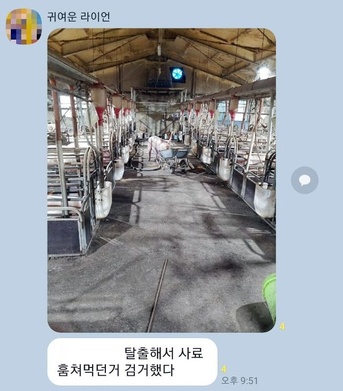 돼지새끼 탈출해서 사료 훔쳐 먹던거 검거했다